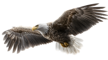 Flying eagle bird isolated on white