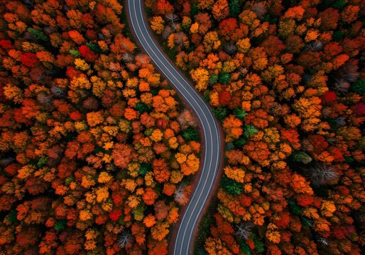  Spectacular overhead shot of curving mountain road through vibrant autumn forest with intense orange and red fall foliage creating dramatic natural landscape imagery.