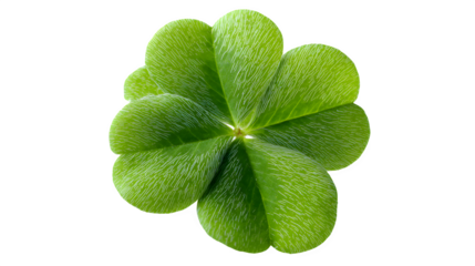 Green clover leaf isolated on white