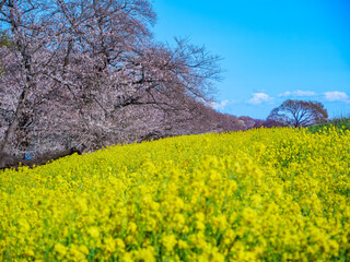 熊谷桜堤の桜と菜の花