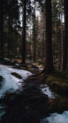 Obraz premium Snow-covered forest path winding through tall trees.