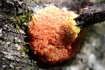 gelber Schleimpilz, rötlicher Schleimpilz, fruchtender Pilz auf altem Holz