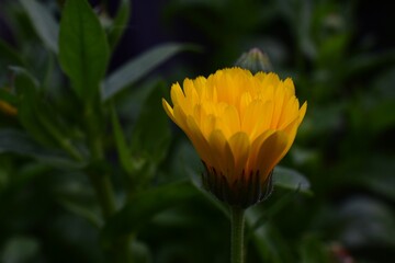 Ringelblume in dunklem Setting, makro, Calendula officinalis