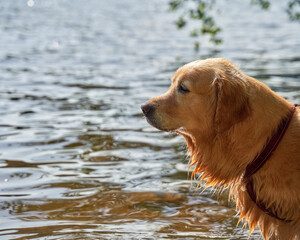  Golden Retriever Sitting by the Lake During Weekend Morning Trip, Wet Dog, Golden Retriever Puppy,...