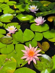 Bright soft pink nymphaea flowers against the green foliage in the pond