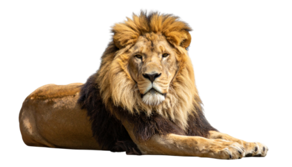 Lion resting isolated on white background. Png