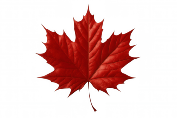 Vibrant red maple leaf representing canadian heritage, transparently showcasing national symbolism and seasonal autumn beauty