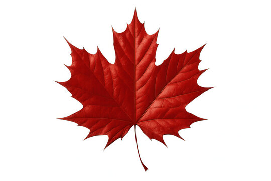 Vibrant red maple leaf representing canadian heritage, transparently showcasing national symbolism and seasonal autumn beauty