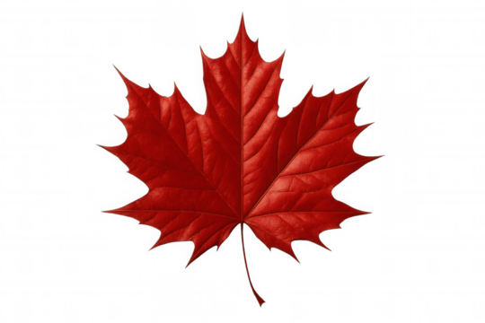 Vibrant red maple leaf representing canadian heritage, transparently showcasing national symbolism and seasonal autumn beauty