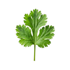 Fototapeta premium Vibrant green cilantro sprig, crisp feathery leaves, slender stems, macro shot, centered on seamless transparent background, soft studio light. Concept of pristine freshness and culinary perfection