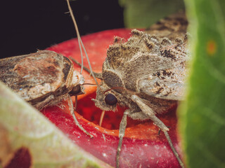 A Old Lady Moth (Mormo maura) sharing and apple with a Large Yellow Underwing moth (Noctua pronuba)