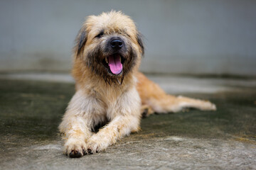 Muttdog, Happiness, relax and dog , pet and cheerful with fur, summer and carefree. A fluffy white-gray dog covers its face.