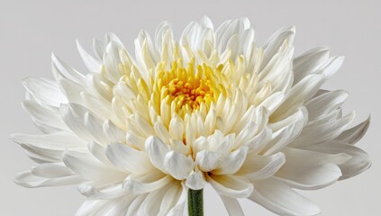Close-up of a pristine white chrysanthemum (1)