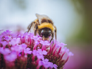 A Buff-tailed bumblebee (Bombus terrestris) feeding on Verbena flowers