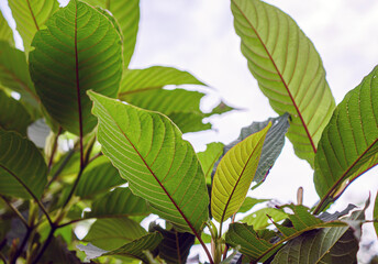 Kratom herb, green kratom leaves from the kratom tree, Mitragyna speciosa Korth