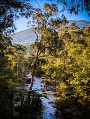 Yarra River View in Warburton Australia