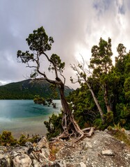 Lakeside tree with dramatic sky