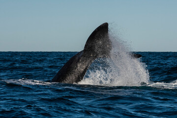 Fototapeta premium Sohutern right whale whale tail fluke, Peninsula Valdes, Patagonia,Argentina