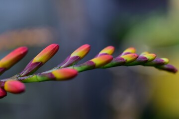 Montbretien, Crocosmia