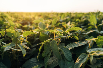 Soy on the agricultural field at daytime