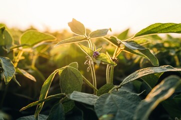 Plants are growing. Soy on the agricultural field at daytime