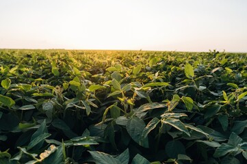 Plants are growing. Soy on the agricultural field at daytime