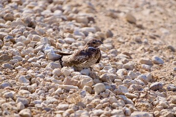Hawk sitting on the ground.