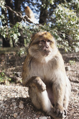 Fototapeta premium Relaxed Barbary macaque sitting on the ground in the Atlas Mountains, Morocco, enjoying life, with cedar forest and another monkey in the background, wildlife photography