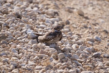 Hawk sitting on the ground.