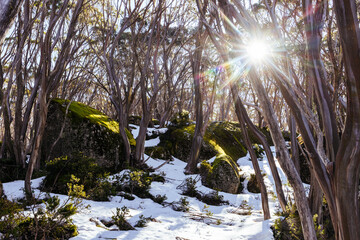 Mt St Gwinear in Baw Baw Australia