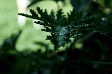 Plant with dew drop.