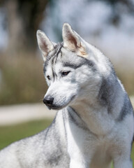 Siberian grey  Husky face portrait a regal gaze