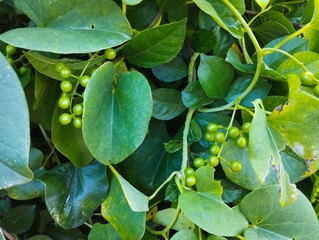 Close-Up of Green Vines with Unripe Berries in Dense Foliage