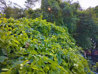 Thick Green Creepers Covering a Wall with Sunlight Filtering Through