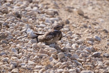 Hawk sitting on the ground.