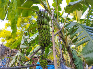 Banana Plant with Large Bunch of Green Bananas