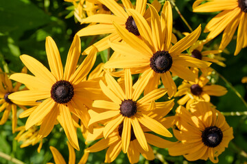 Close-up of lively Rudbeckia flowers in the garden on a sunny summer day
