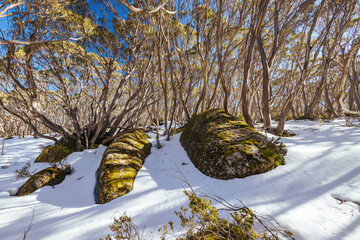 Mt St Phillack in Baw Baw Australia