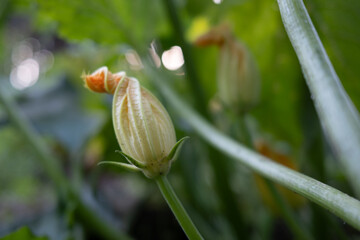 Zucchini flower. Yellow flowering zucchini. Photo of flowering garden plant.