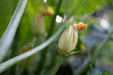 Zucchini flower. Yellow flowering zucchini. Photo of flowering garden plant.