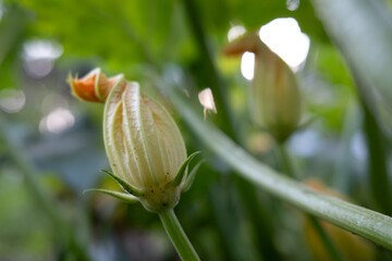Zucchini flower. Yellow flowering zucchini. Photo of flowering garden plant.