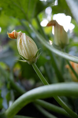Zucchini flower. Yellow flowering zucchini. Photo of flowering garden plant.