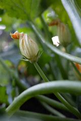 Zucchini flower. Yellow flowering zucchini. Photo of flowering garden plant.