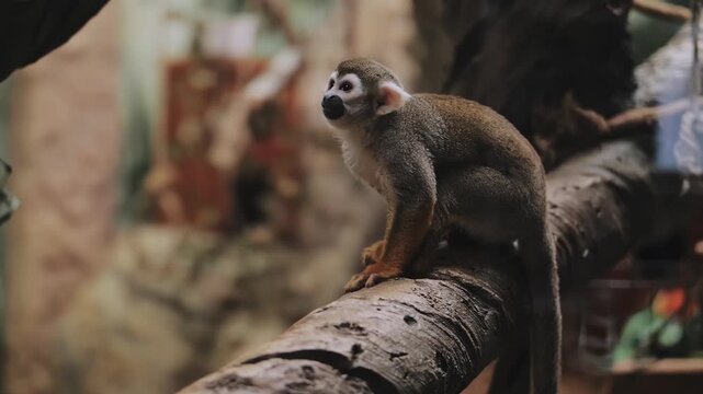 Squirrel monkey (Saimiri sciureus) on a rope and a branch in a zoo.