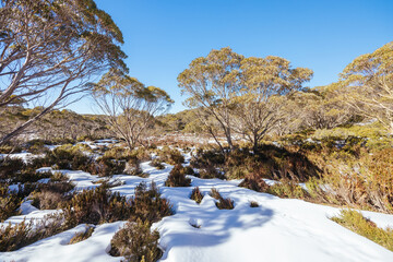 Mt St Gwinear in Baw Baw Australia