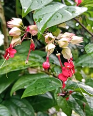 Fresh Red Bleeding Heart Vine After Rain in Tropical Garden