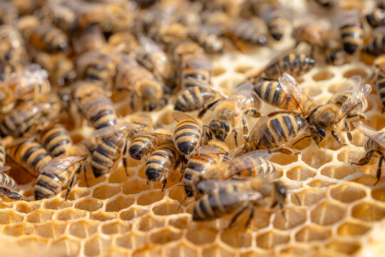 Honey Bees working on honeycomb close-up shot.