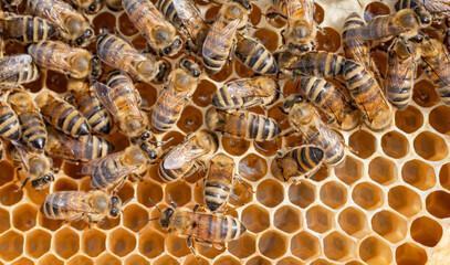 Honey Bees working on honeycomb close-up shot.