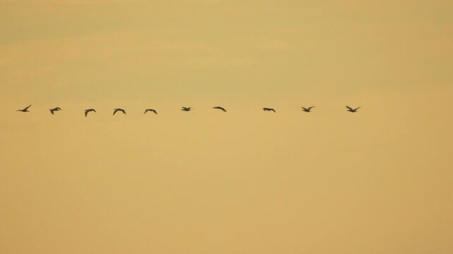 Birds, flying, flock of silhouetted birds in a line across a golden sky.