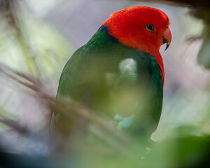 Eclectus